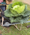 Cabbage Vertus Seeds