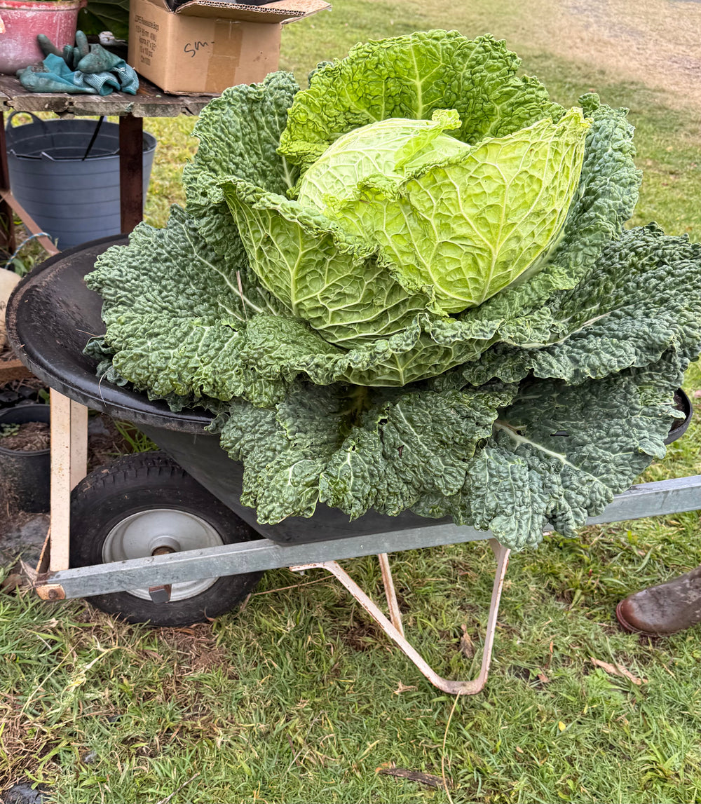 Cabbage Vertus Seeds