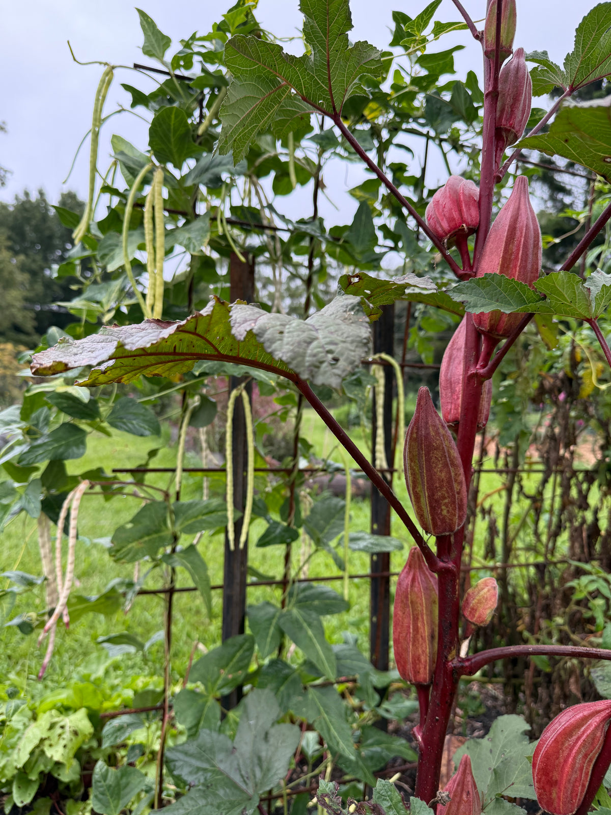 Okra Hill Country Red Seeds