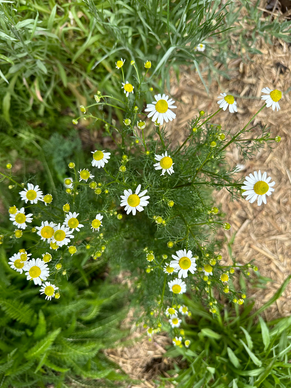 Chamomile Organic Seeds