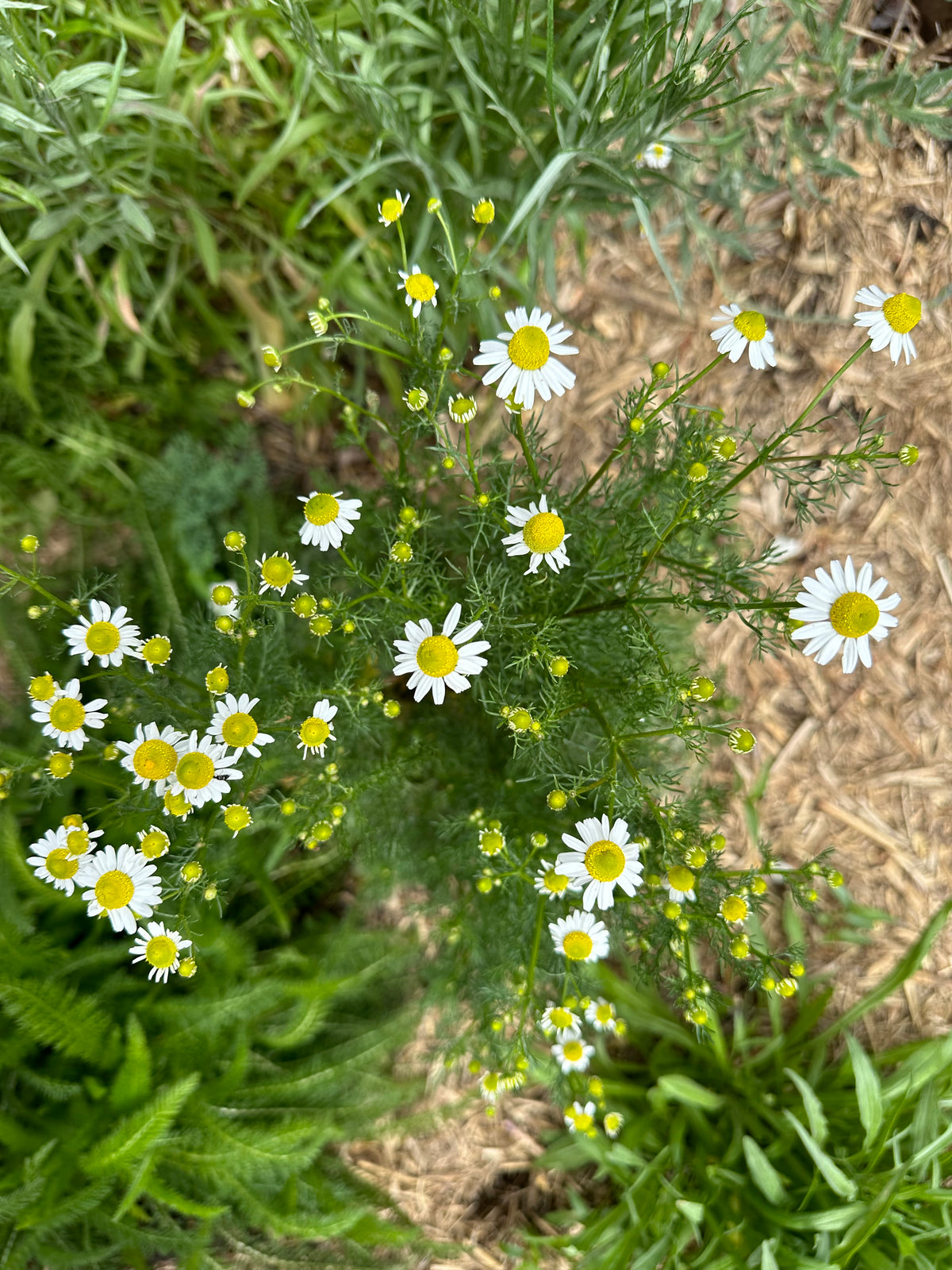 Chamomile Organic Seeds