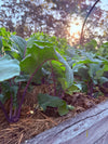 Kohl Rabi Purple Vienna Seeds
