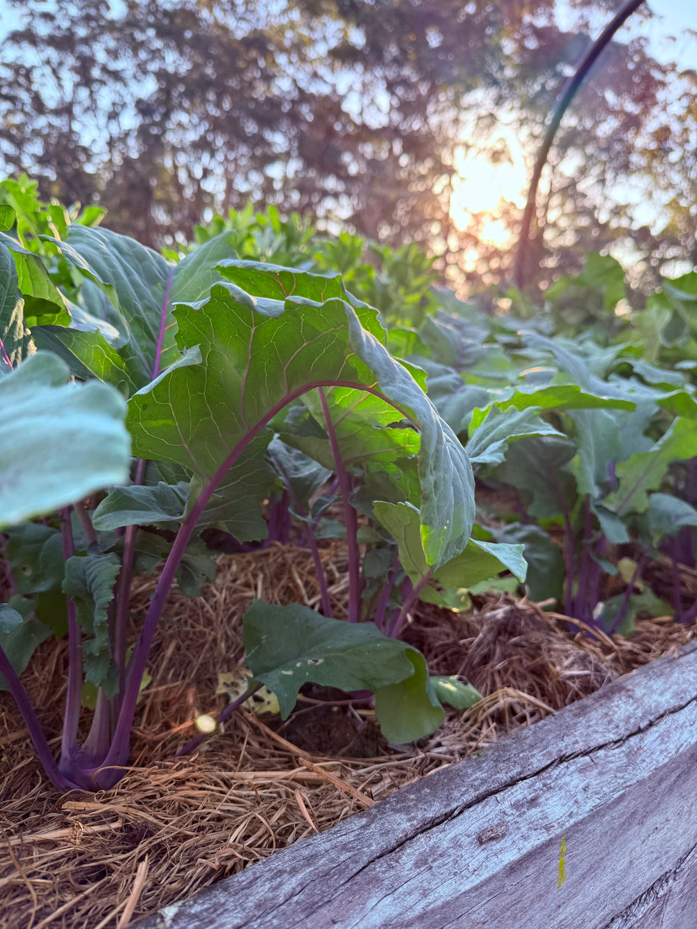 Kohl Rabi Purple Vienna Seeds