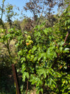 Trees Cotton White (Sea Island Cotton) Seeds