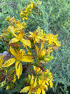 St John's Wort Seeds