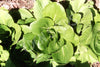 Cabbage Chinese Shanghai Paak Tsoi Seeds