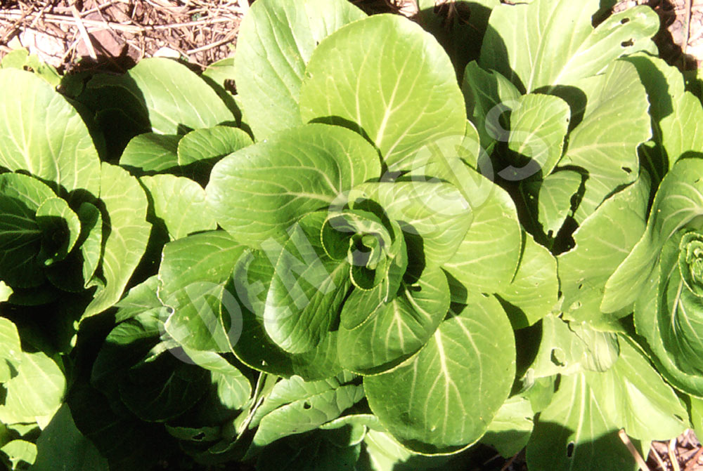 Cabbage Chinese Shanghai Paak Tsoi Seeds