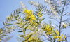 Trees Acacia Fimbriata Seeds