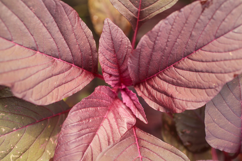 Microgreens Amaranth Leaf Garnet Red Seeds