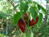 Chilli Anaheim Organic Seeds