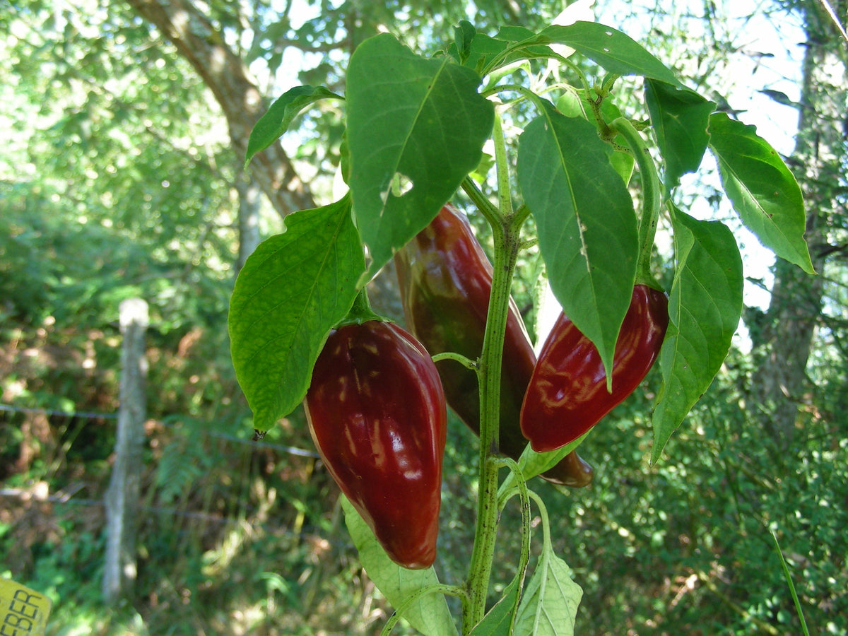 Chilli Anaheim Organic Seeds