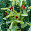 Asparagus Pea Seeds