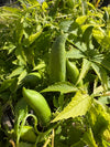 Cucumber Achocha Bolivian Giant Seeds