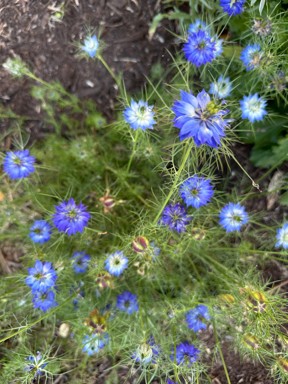 Nigella Love In A Mist Seeds