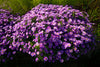 Aster New England Seeds