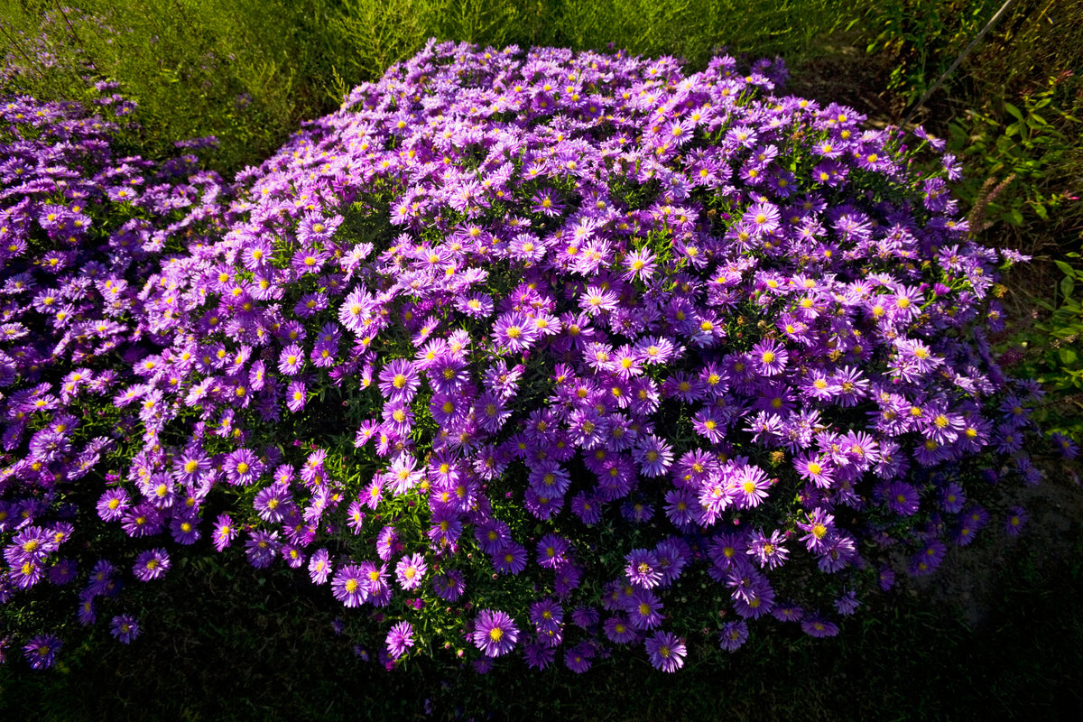 Aster New England Seeds