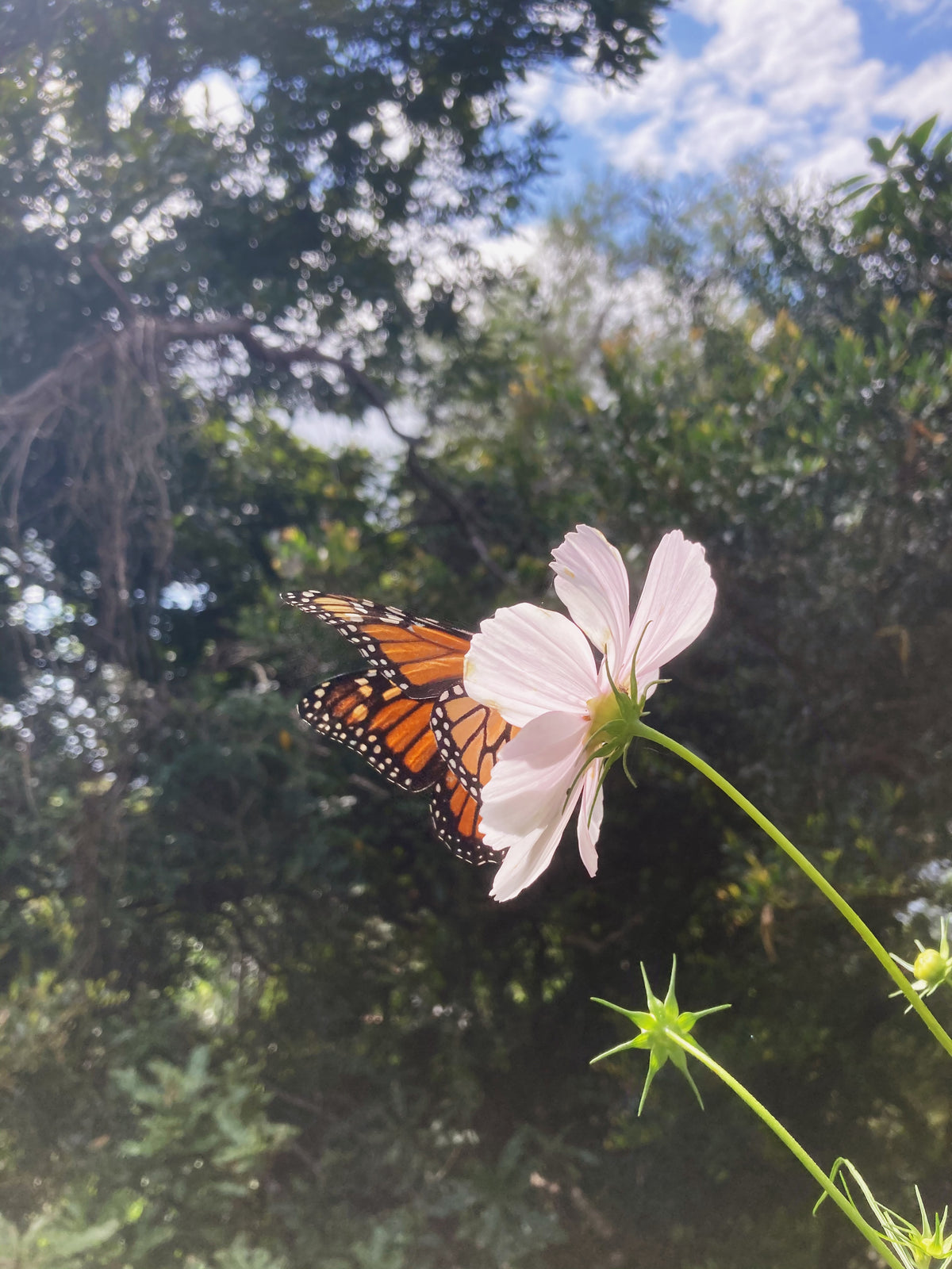 Flower Mixes Butterfly Seeds