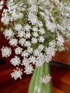 Bishops Flower Seeds
