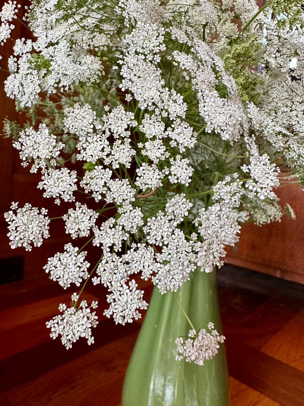 Bishops Flower Seeds