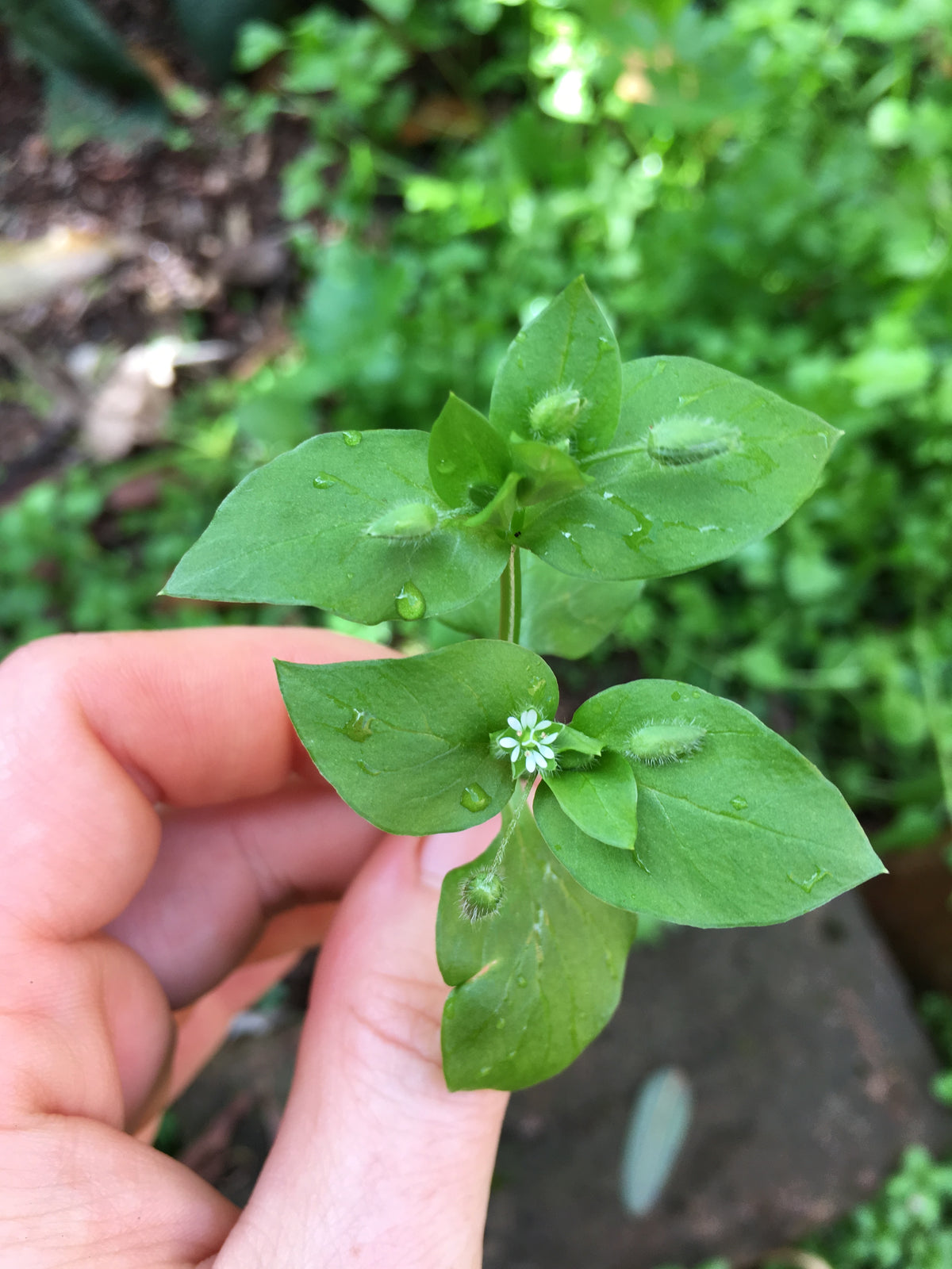 Chickweed Seeds