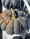 Pumpkin Black J.A.P Seeds