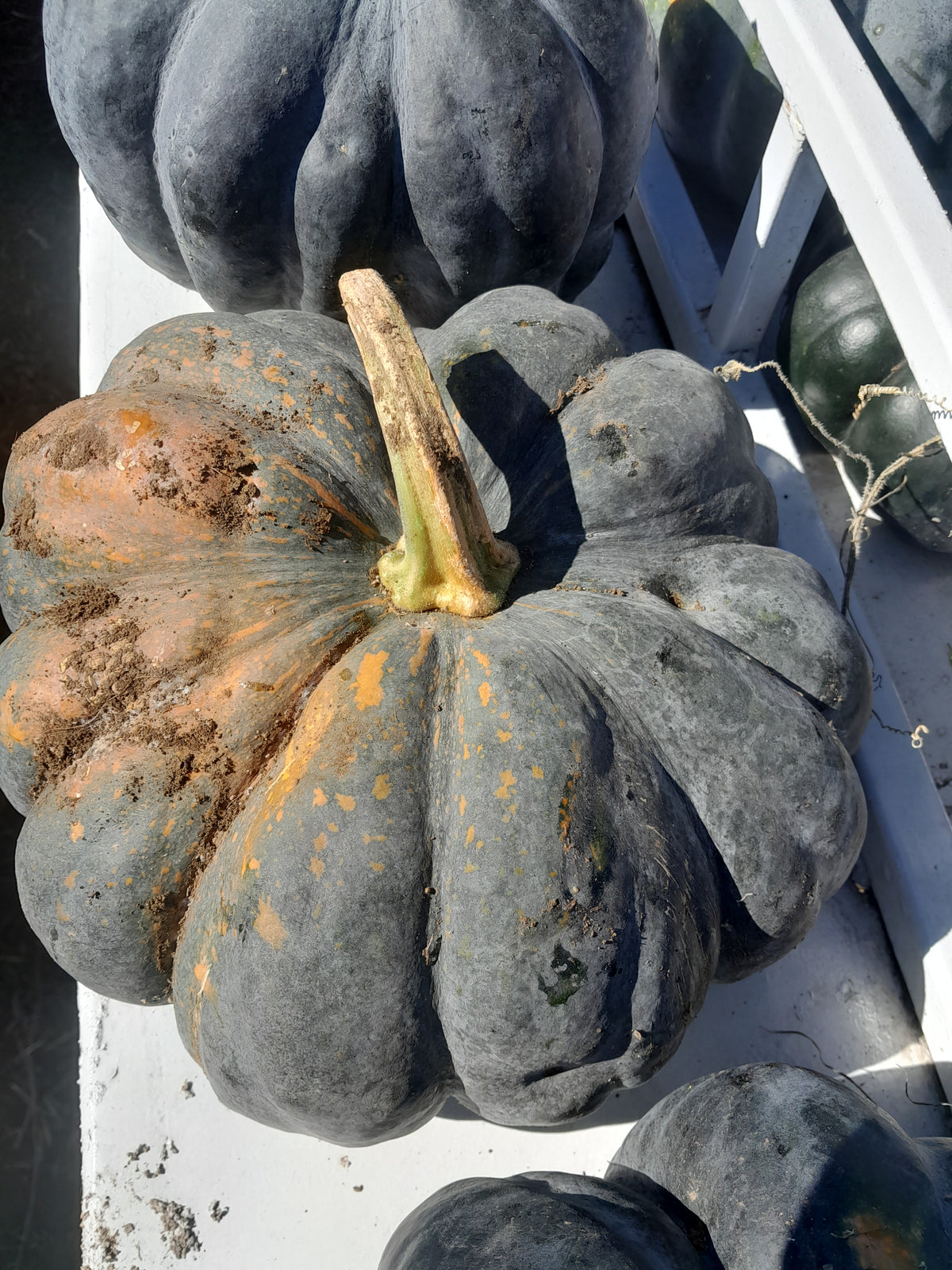 Pumpkin Black J.A.P Seeds