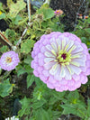 Zinnia Dream Seeds