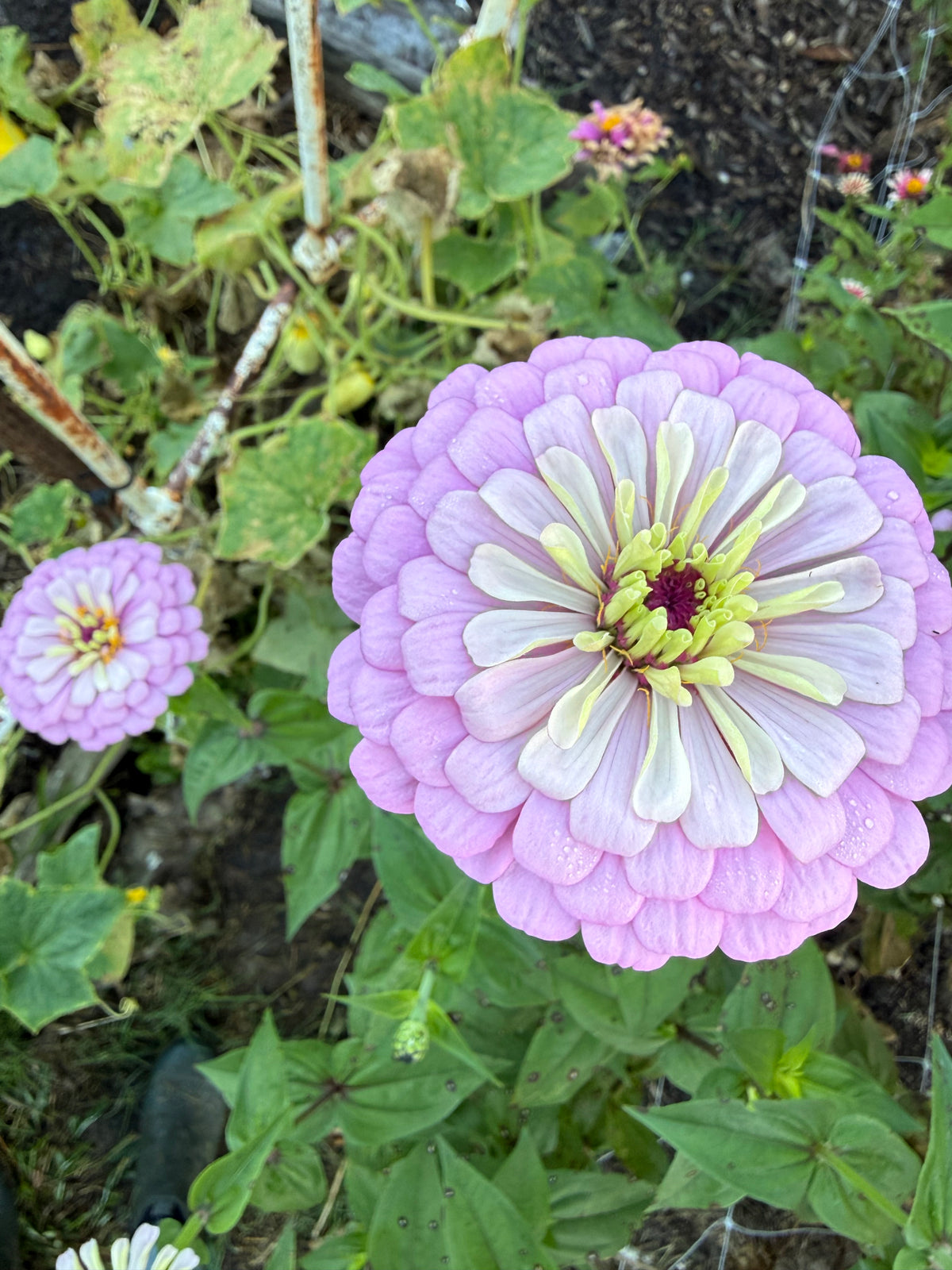 Zinnia Dream Seeds