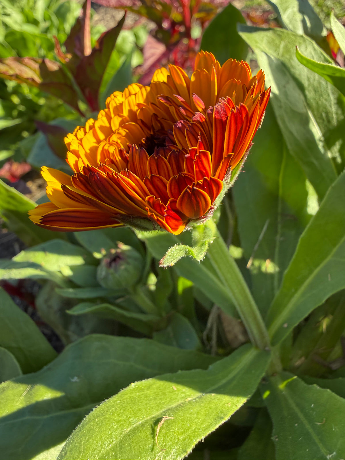 Calendula Touch of Red Seeds