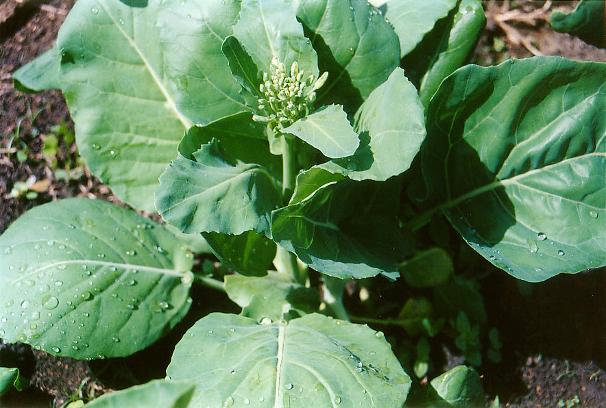 Cabbage Chinese Hong Kong Broccoli Seeds