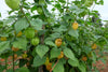 Trees Cape Gooseberry Golden Nugget Seeds