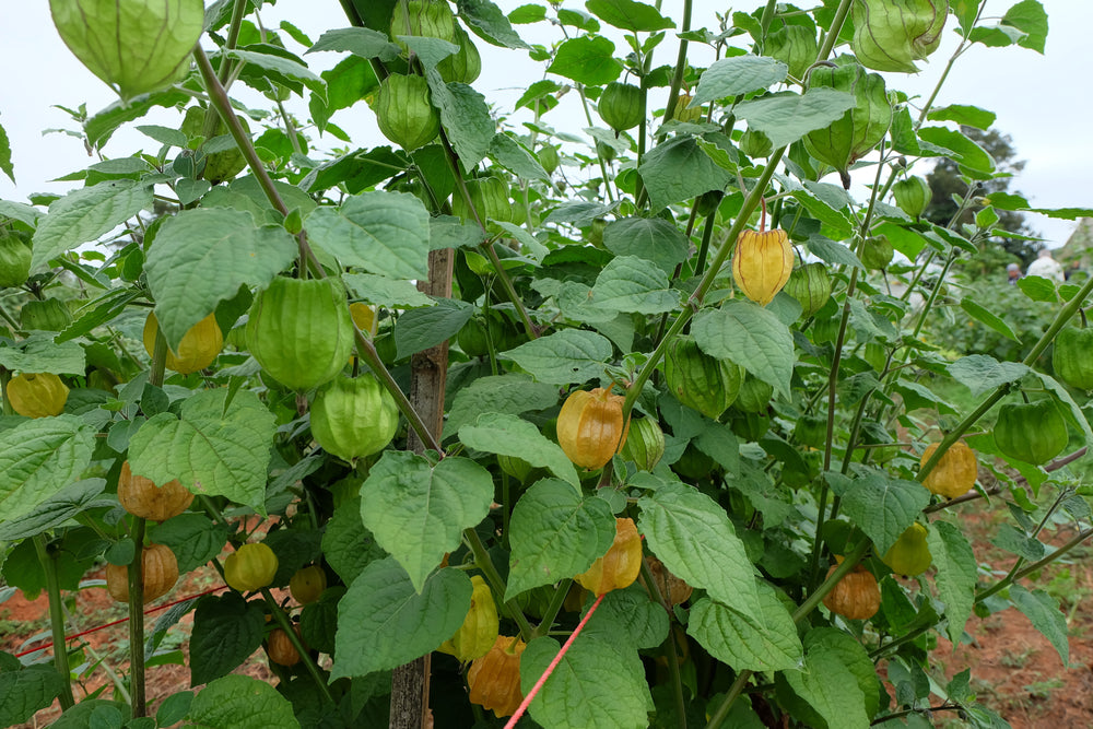 Trees Cape Gooseberry Golden Nugget Seeds