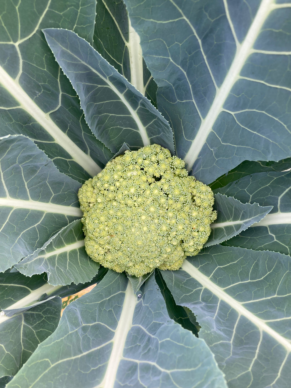 Cauliflower Macerata Green Seeds