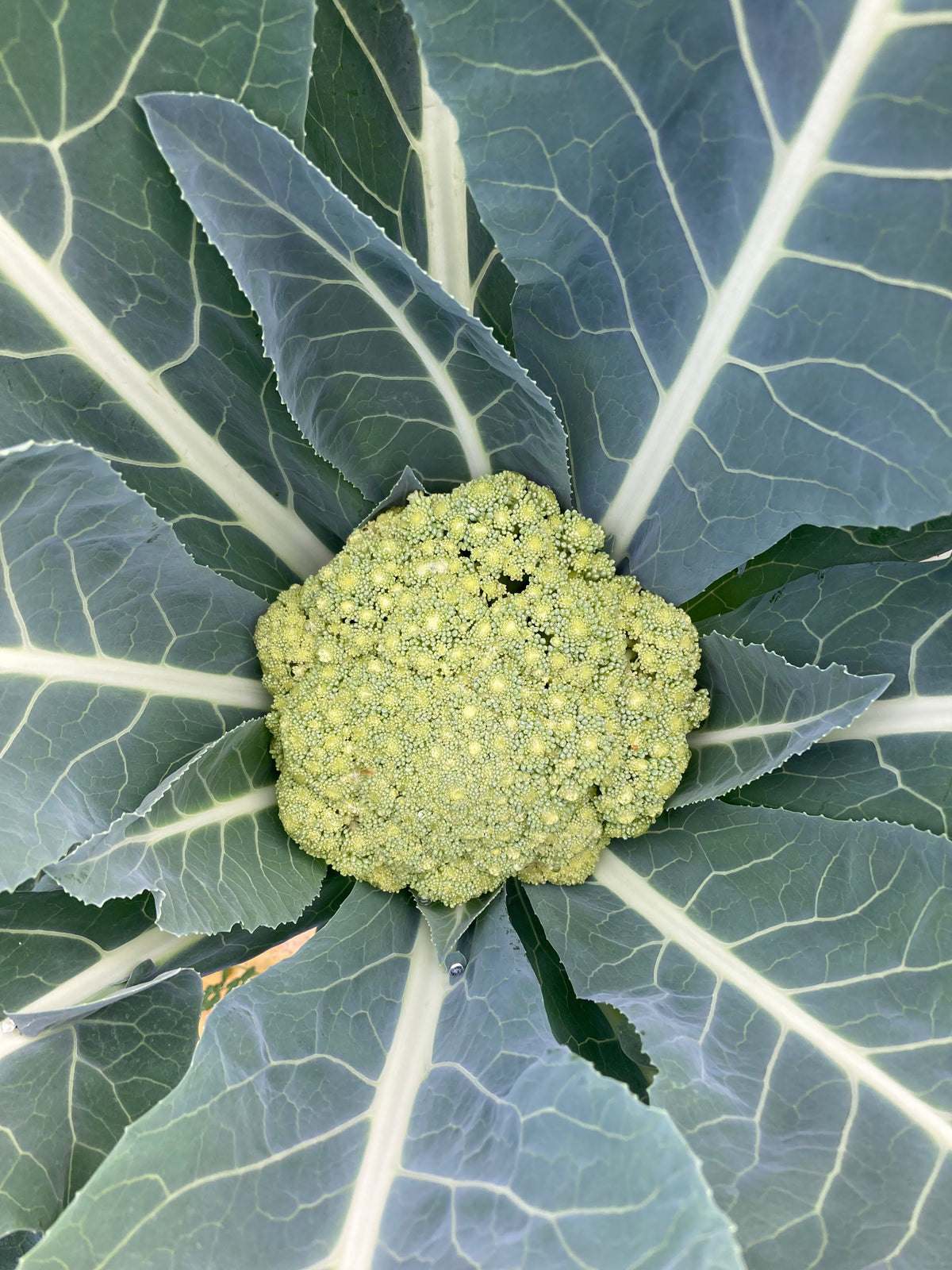 Cauliflower Macerata Green Seeds