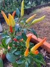 Chilli Fire And Ice Seeds