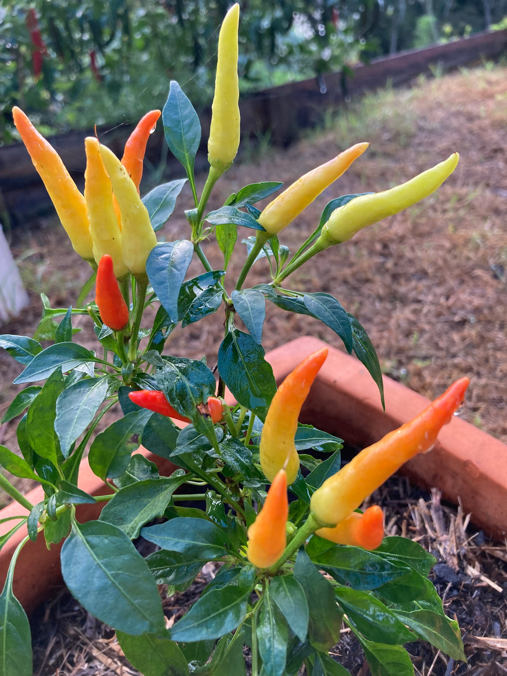 Chilli Fire And Ice Seeds