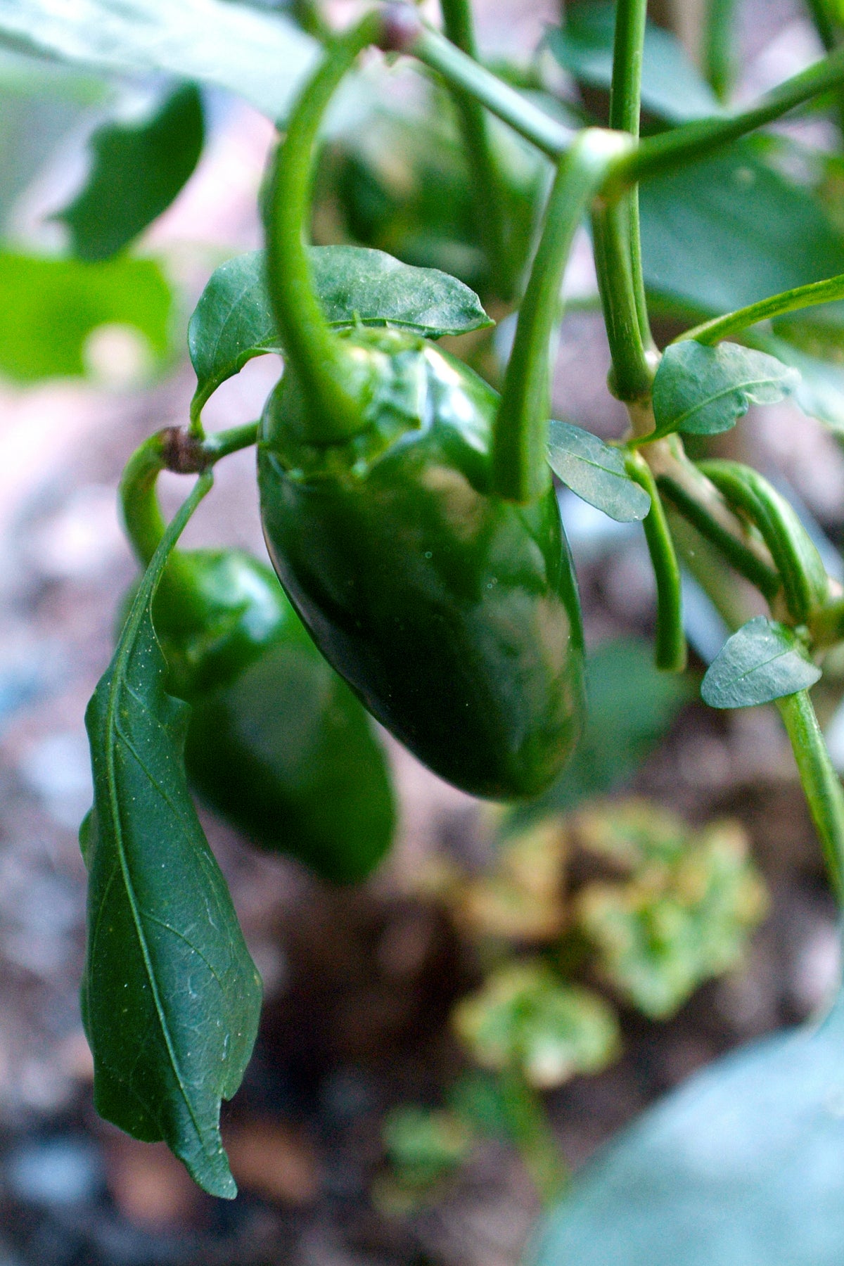 Chilli Jalapeno Seeds