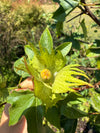 Trees Cotton Brown (Sea Island Cotton) Seeds