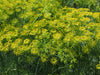 Dill Organic Seeds