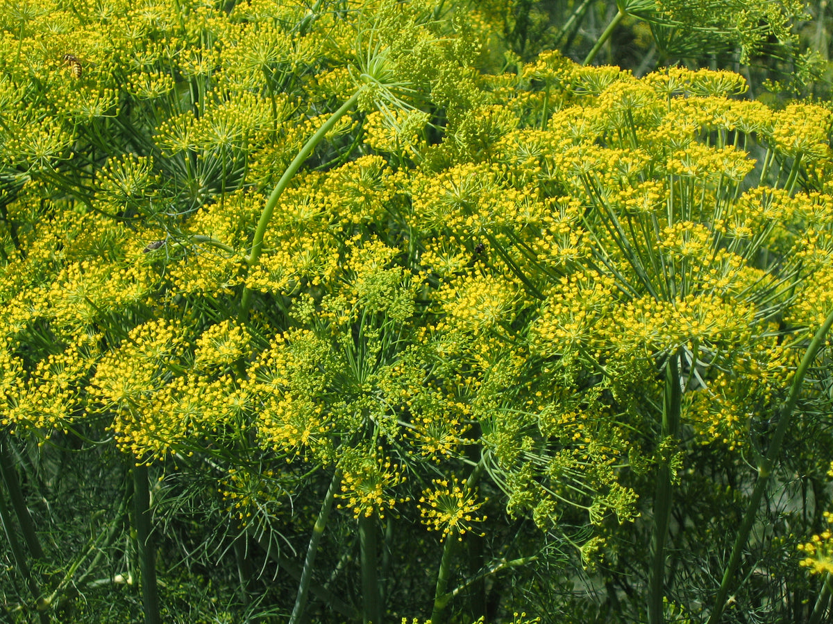 Dill Organic Seeds