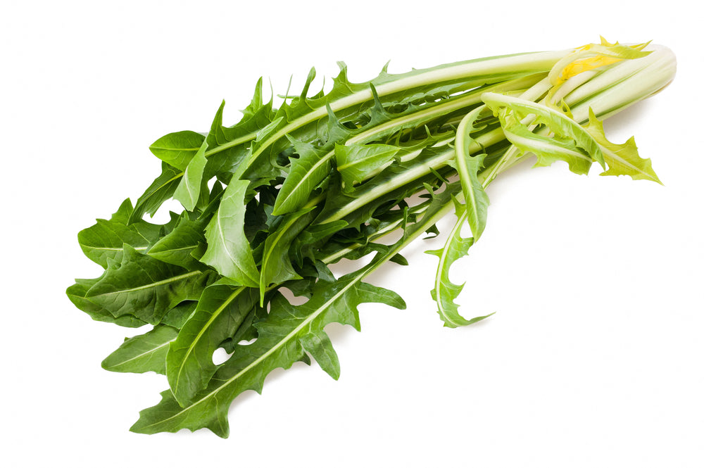 Dandelion Chicory Seeds