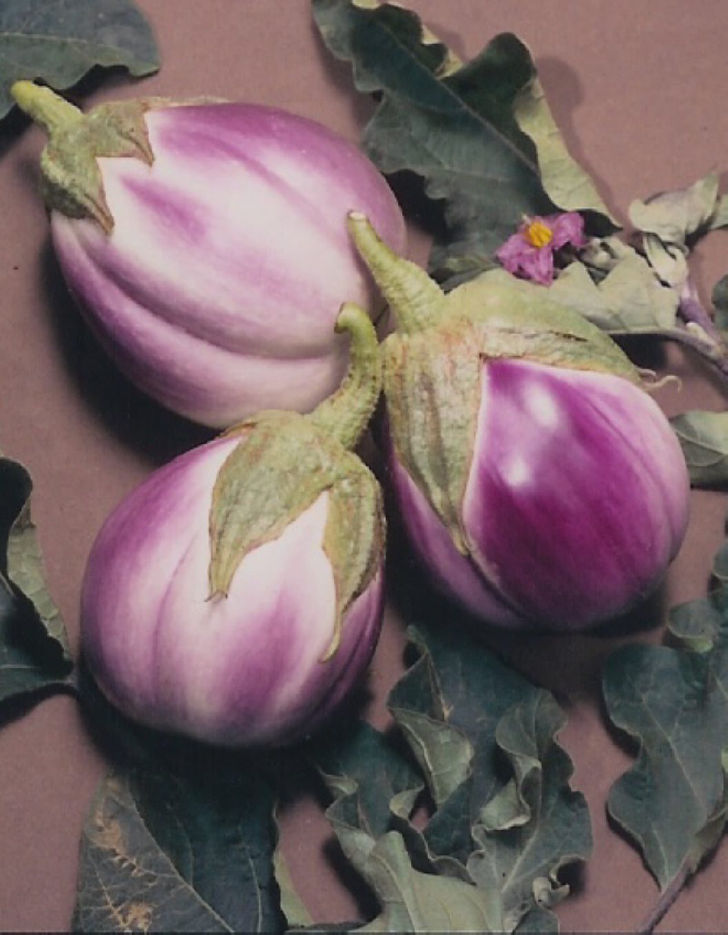 Eggplant Rosa Bianca Organic Seeds