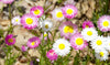 Everlasting Pink And White Seeds