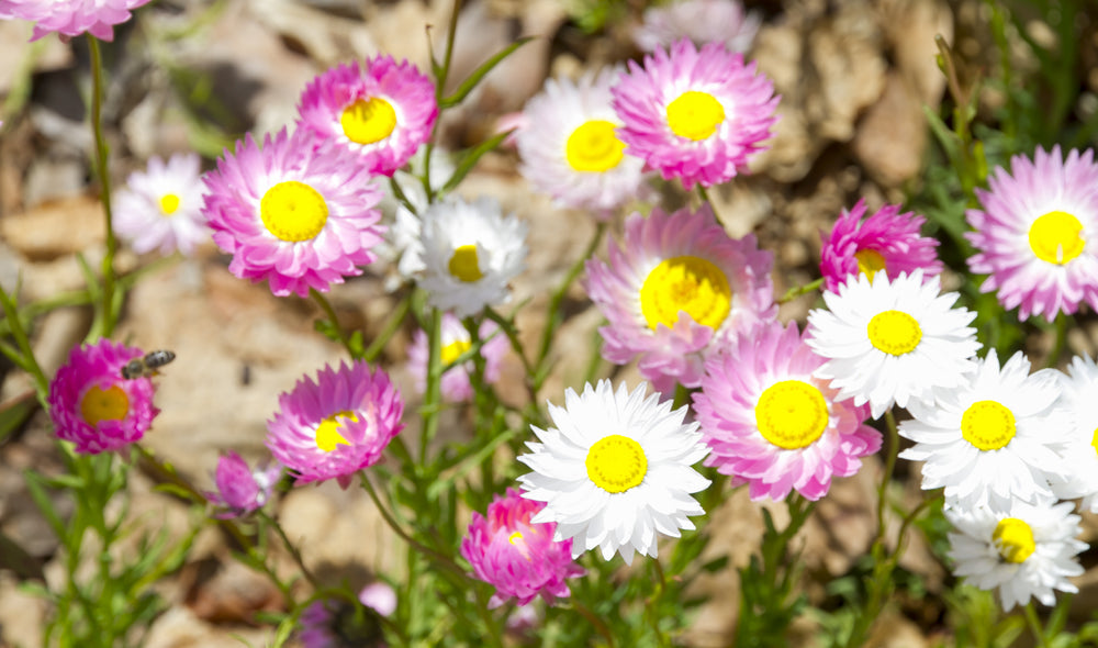 Everlasting Pink And White Seeds