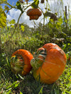 Pumpkin Turkish Turban Seeds