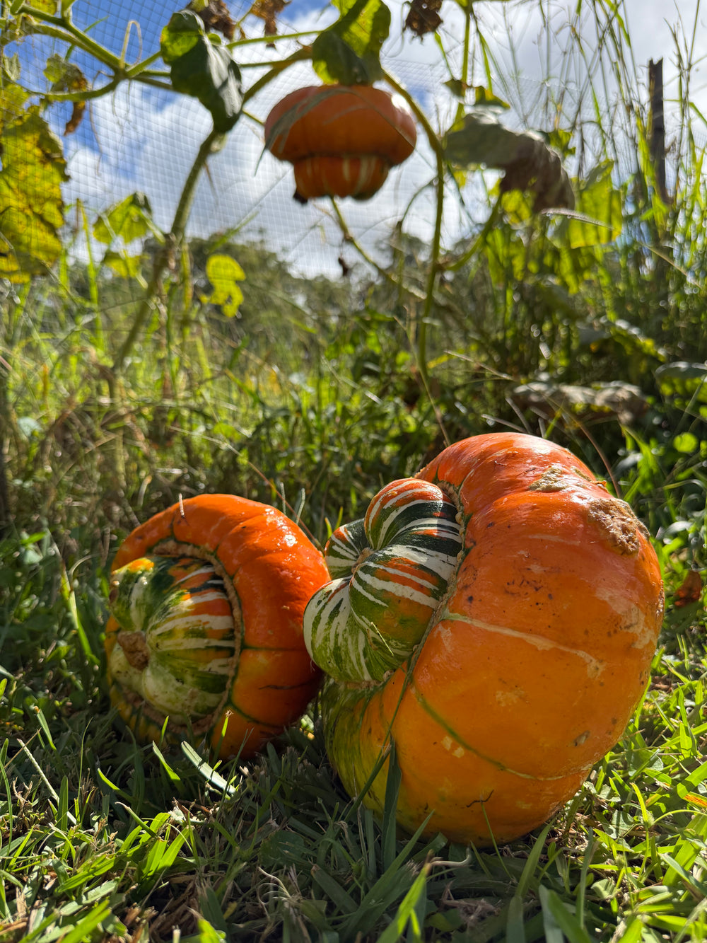 Pumpkin Turkish Turban Seeds