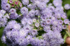 Ageratum Market Growers Blue Seeds