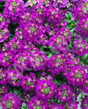 Alyssum Rosie O'day Seeds