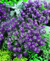 Alyssum Royal Carpet Seeds