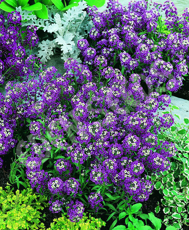 Alyssum Royal Carpet Seeds
